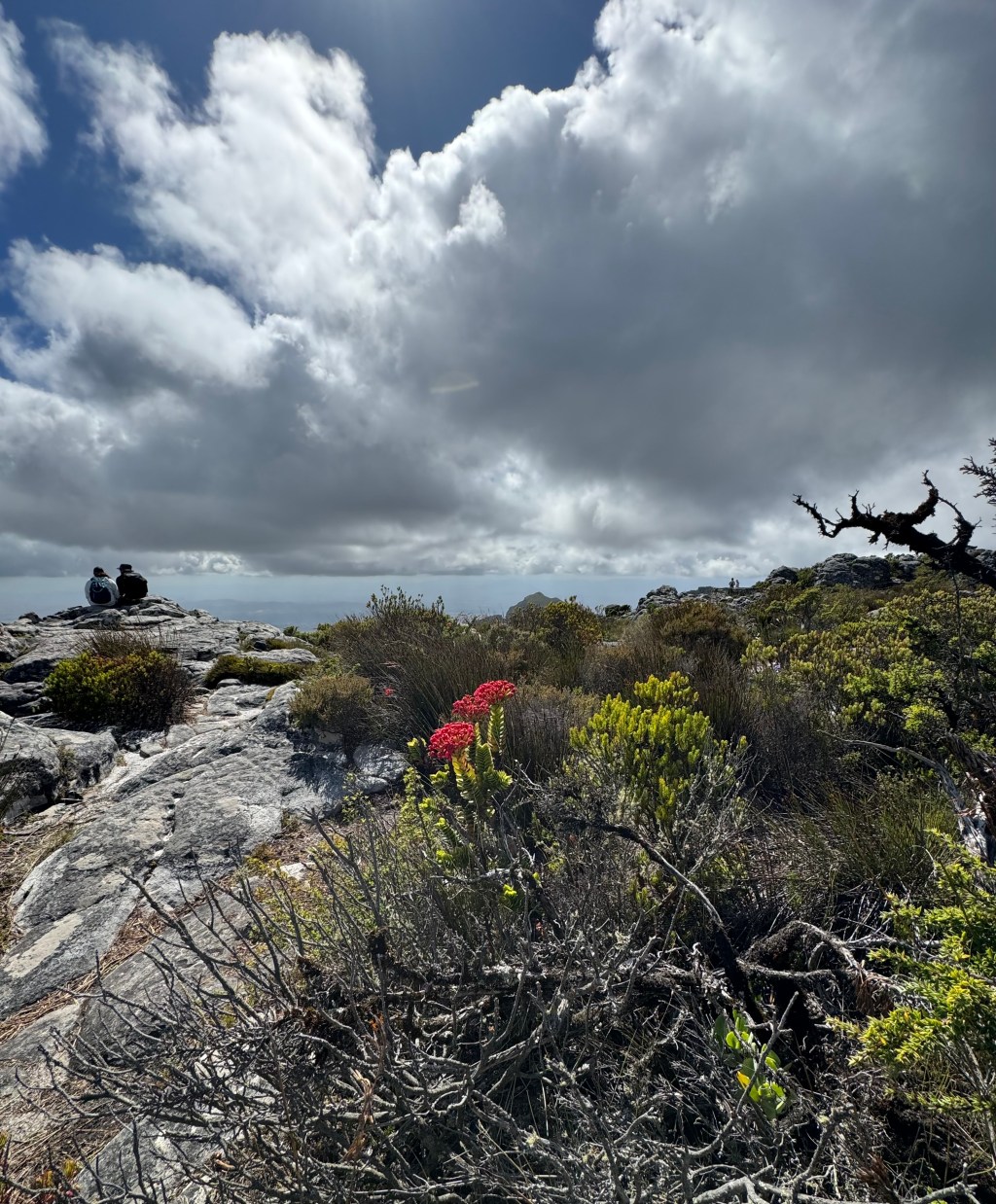 Beyond Tabletops: Lessons in Evolution from South Africa’s Peaks